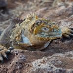  Land Iguana, Galapagos 2012
